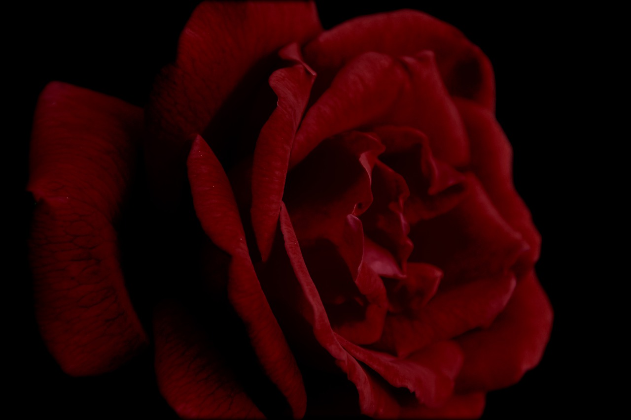 Featured image of post 向狮子座女孩求婚大作战